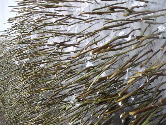 Detalles de las flores y los nombres